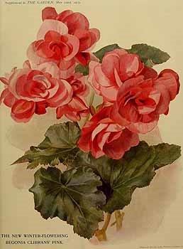 B. ‘Clibran's Pink’
